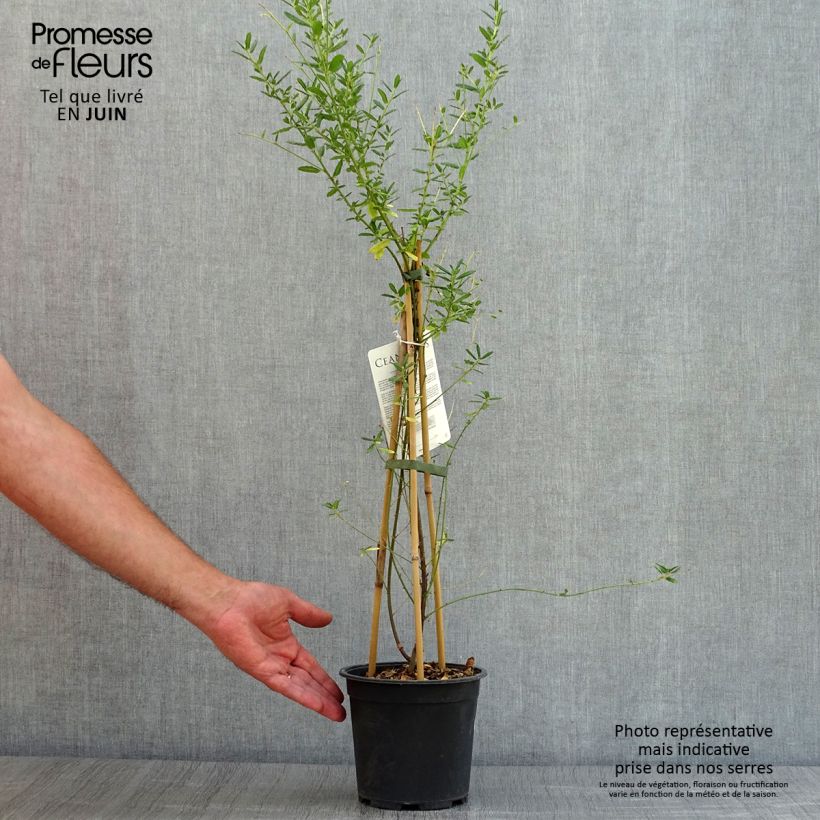 Amostra de Ceanothus arboreus Concha Vaso de 2 L/3 L tal como entregue no verão