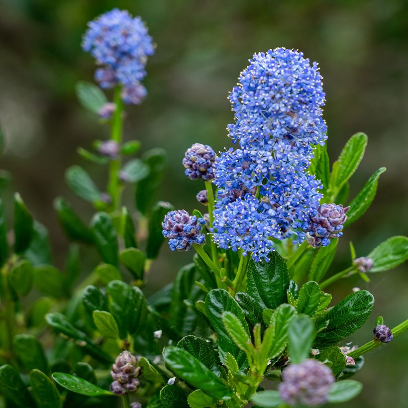 Ceanothus arboreus Concha (Floração)