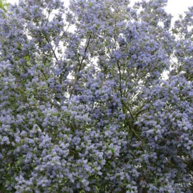 Ceanothus arboreus Trewithen Blue (Hábito)