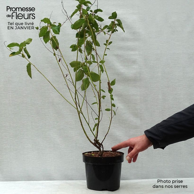 Amostra de Ceanothe Gloire de Versailles - Ceanothus delilianus Vaso de 3 L/4 L tal como entregue no inverno