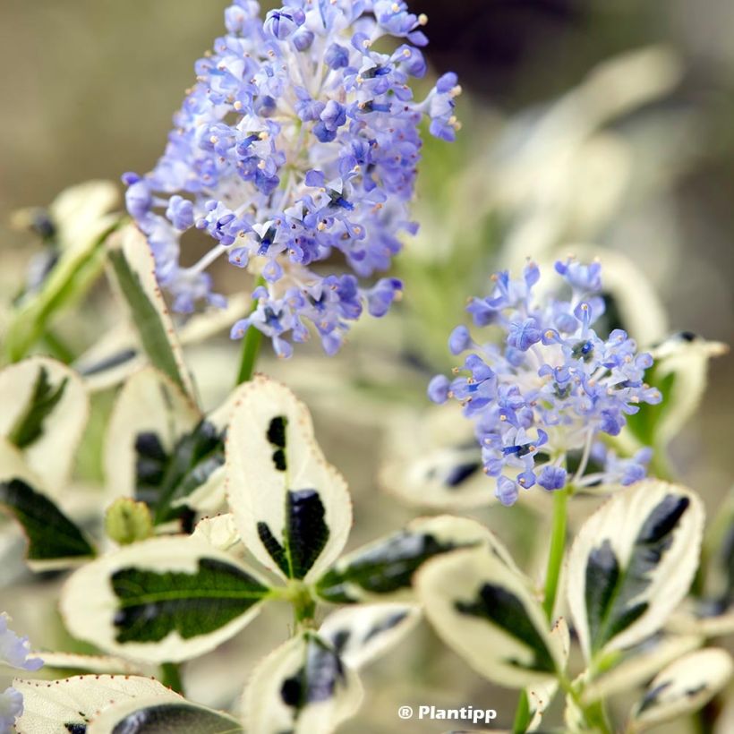 Ceanothus impressus Cool Blue (Folhagem)