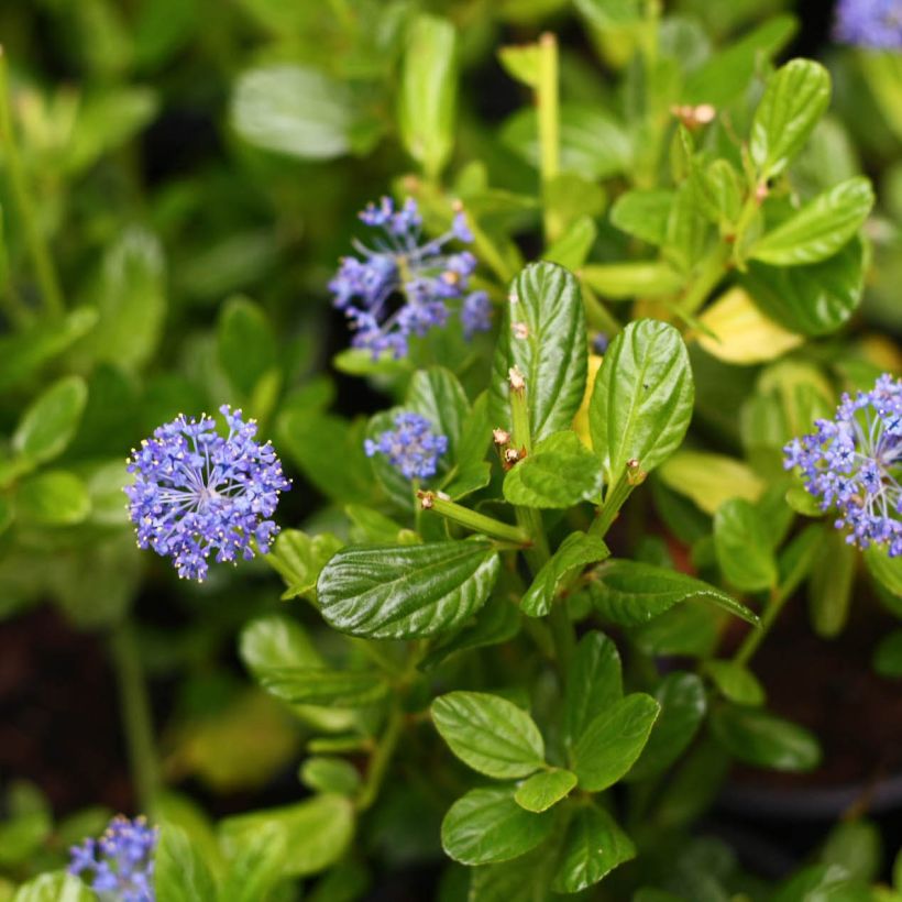 Ceanothus impressus Victoria (Floração)