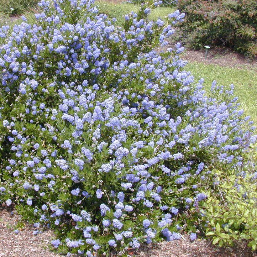 Ceanothus impressus Victoria (Hábito)