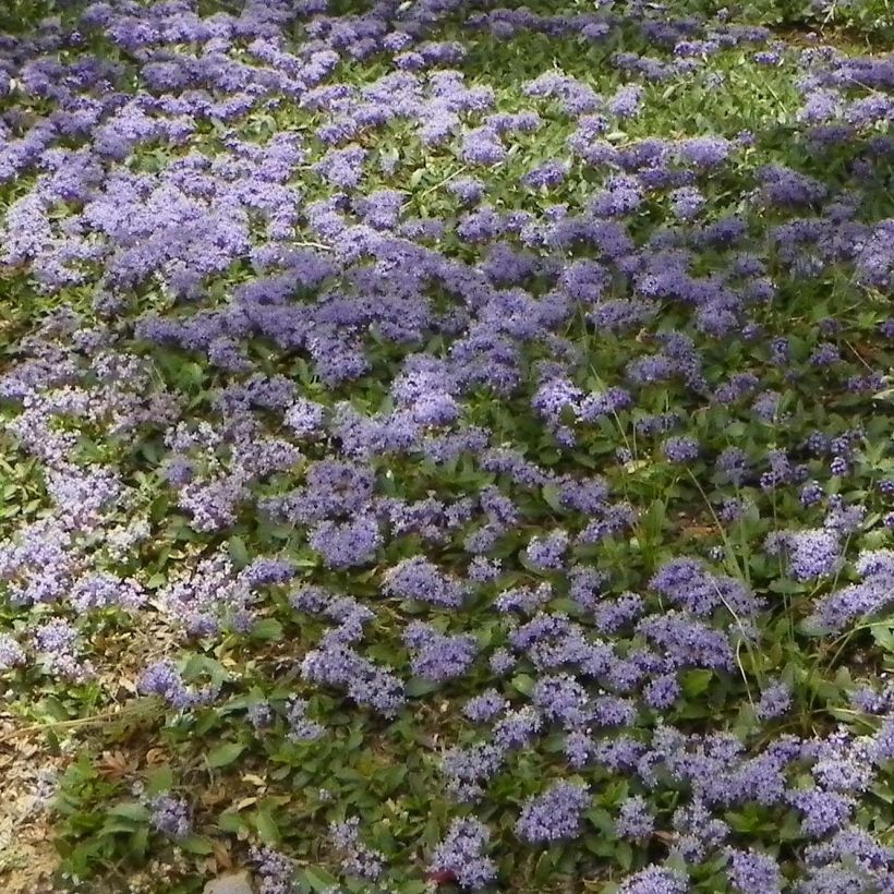 Ceanothus prostratus (Hábito)