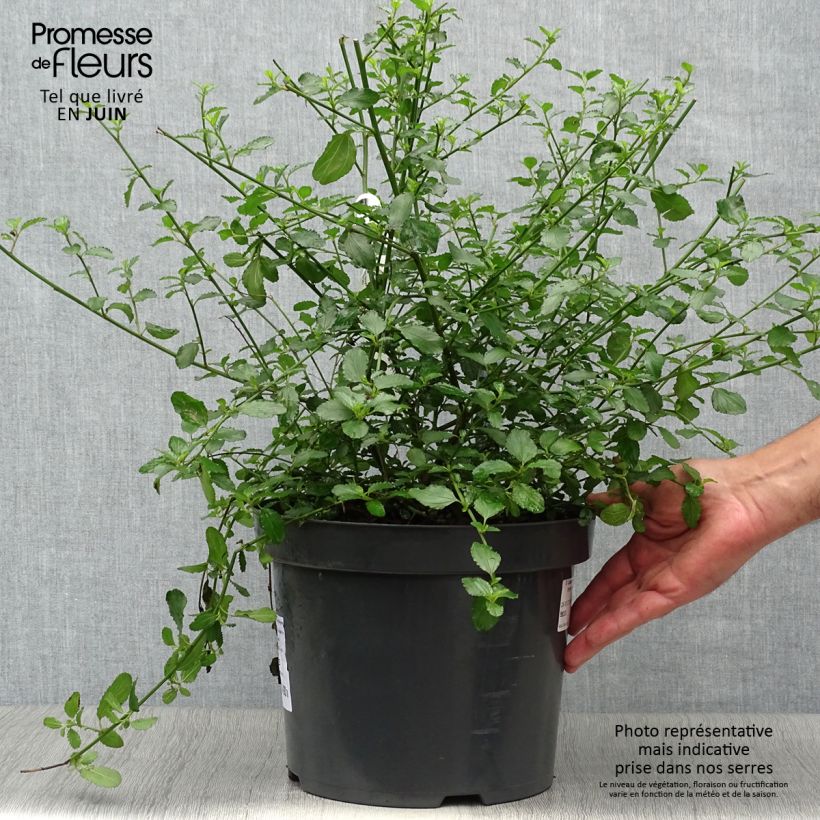 Amostra de Ceanothus thyrsiflorus Repens Vaso de 7,5 L/10 L tal como entregue no verão