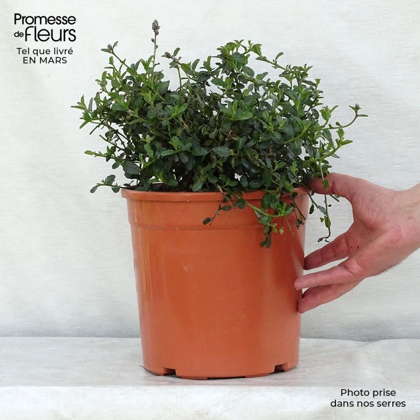 Amostra de Ceanothus thyrsiflorus Repens Vaso de 7,5 L/10 L tal como entregue na primavera