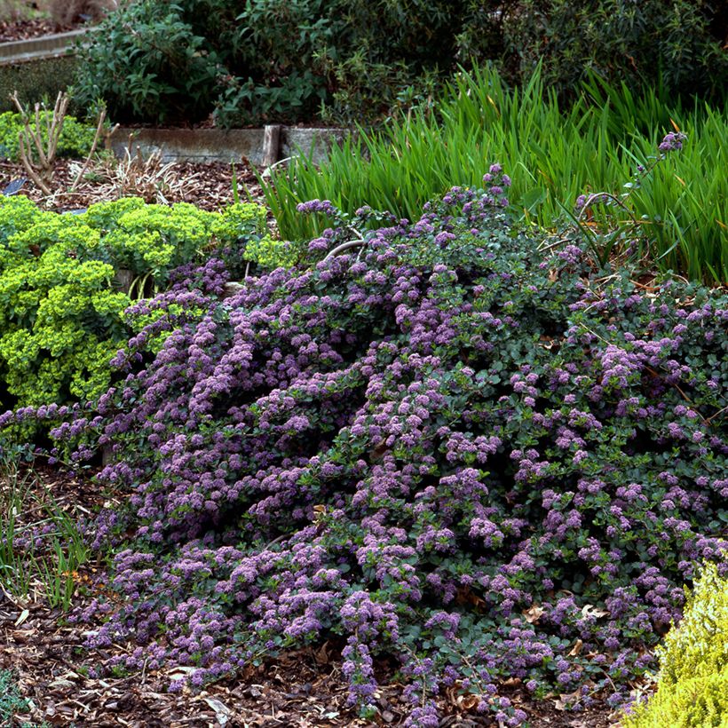 Ceanothus thyrsiflorus Repens (Hábito)