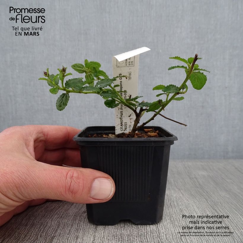 Amostra de Ceanothus thyrsiflorus Repens Vaso de 8/9 cm tal como entregue no inverno