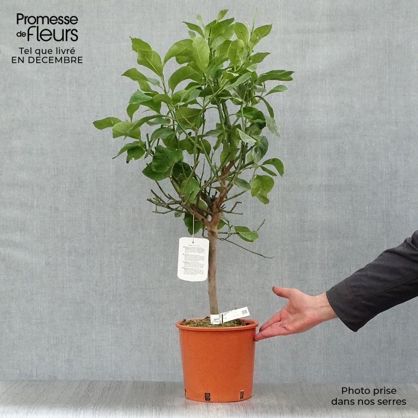 Amostra de Cédratier - Citrus medica Vaso de 3 L/4 L, 1/4 de haste tal como entregue no inverno