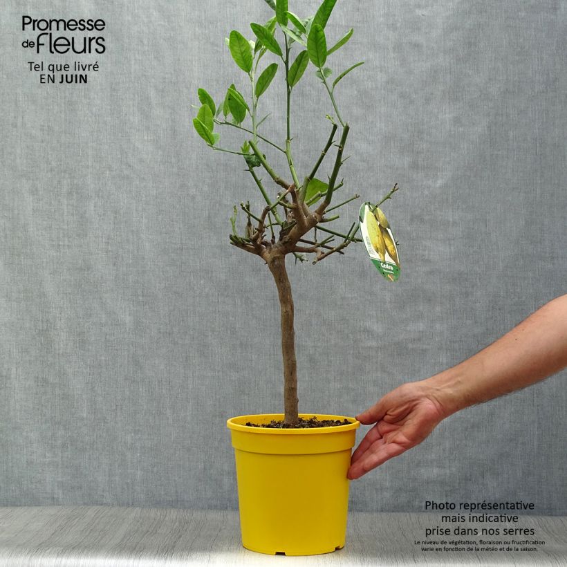 Amostra de Cidreira - Citrus medica Vaso de 3 L/4 L, 1/4 de haste tal como entregue no verão