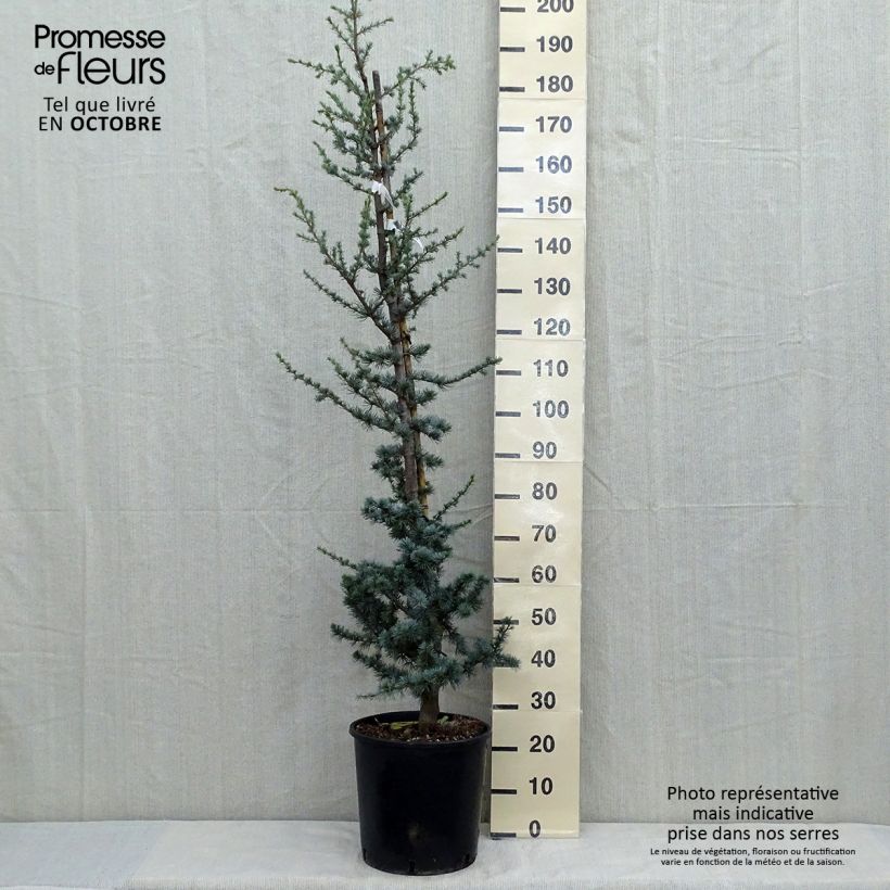 Amostra de Cedrus libani subsp. atlantica Glauca Vaso de 7,5 L/10 L tal como entregue no outono