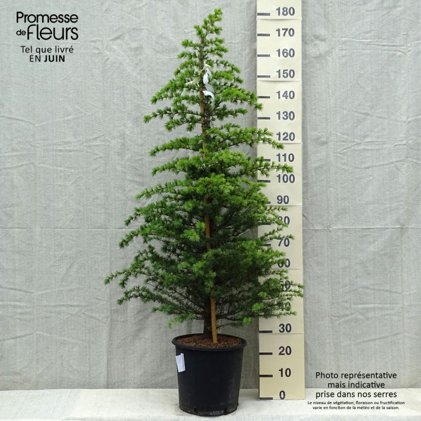Amostra de Cedrus libani subsp. atlantica Glauca Vaso de 7,5 L/10 L tal como entregue na primavera