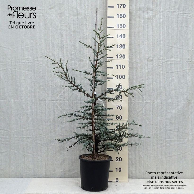 Amostra de Cedrus libani subsp. atlantica Horstmanns Silberspitz Vaso de 12 L/15 L tal como entregue no outono