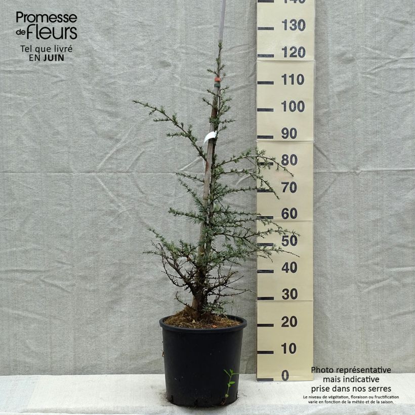 Amostra de Cedrus libani subsp. atlantica Horstmanns Silberspitz Vaso de 12 L/15 L tal como entregue na primavera