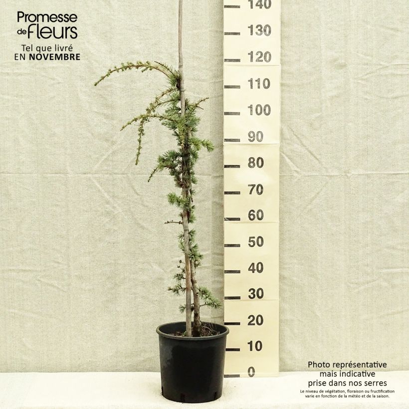 Amostra de Cedrus libani Atlantica Pendula Vaso de 7,5 L/10 L tal como entregue no outono
