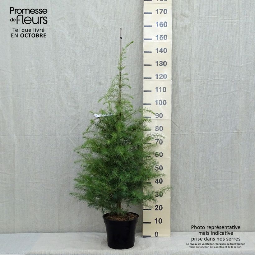 Amostra de Cedrus deodara Vaso de 7,5 L/10 L tal como entregue no outono