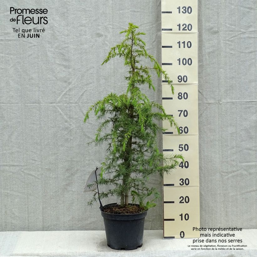 Amostra de Cedrus deodara Vaso de 12 L/15 L tal como entregue na primavera