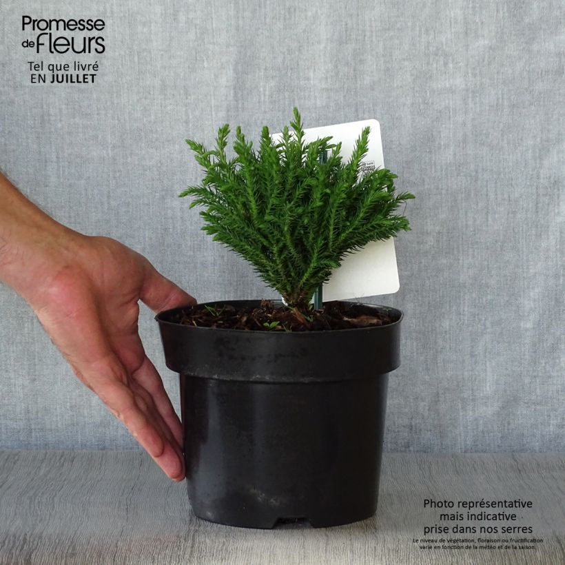 Amostra de Criptoméria Green Pearl Vaso de 2 L/3 L tal como entregue no verão
