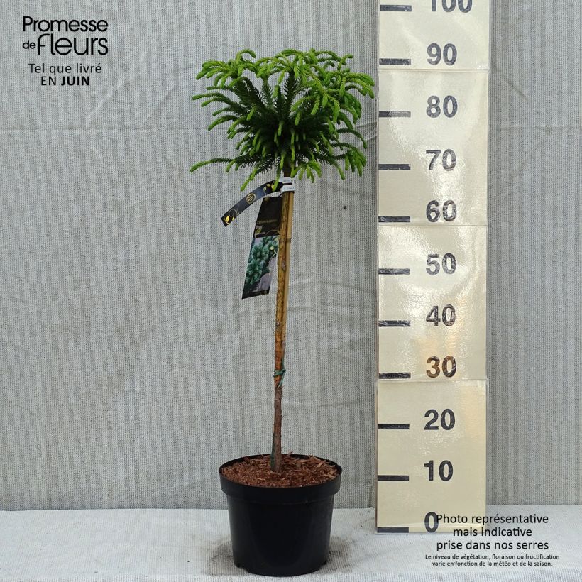 Amostra de Criptoméria Dinger - Cryptomeria japonica Vaso de 4 L/5 L, Haste tal como entregue na primavera