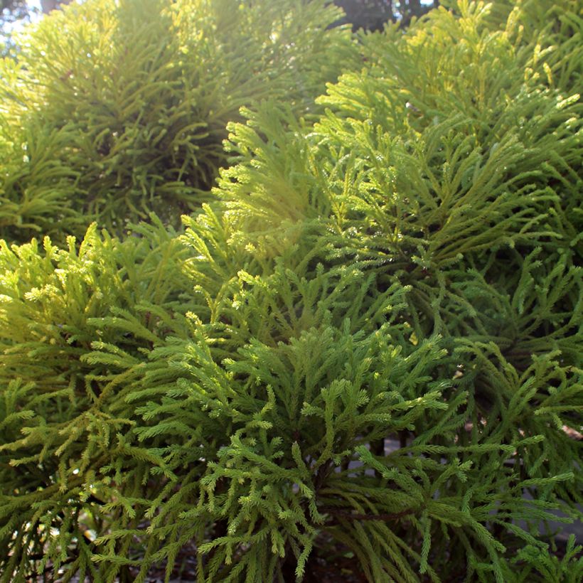 Criptoméria Globosa Nana (Folhagem)
