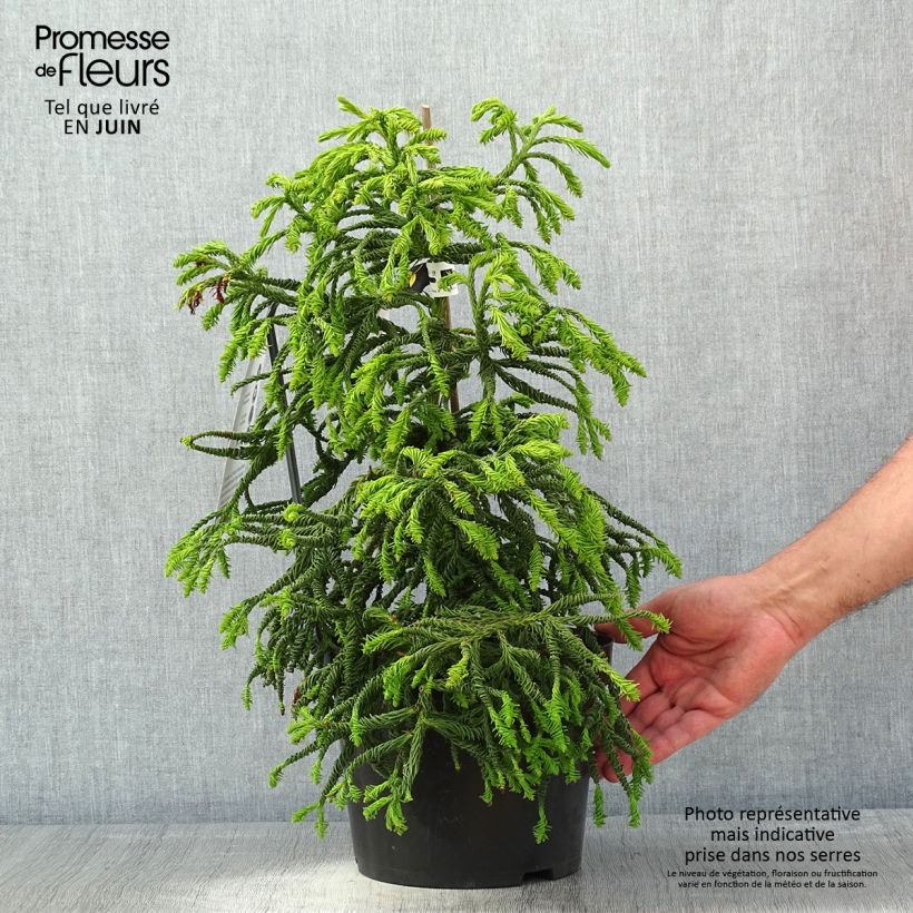 Amostra de Criptoméria Spiralis - Cryptomeria japonica Vaso de 4 L/5 L tal como entregue na primavera