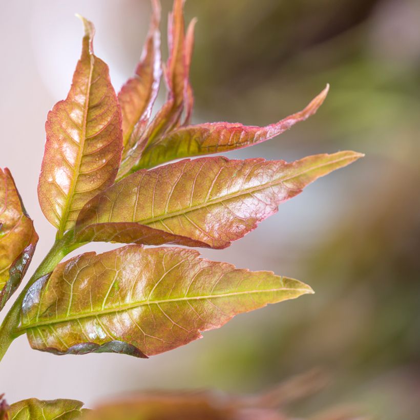 Toona sinensis - Cedro-da-china (Folhagem)