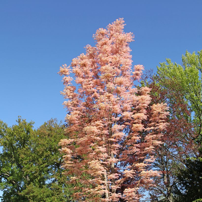 Toona sinensis Flamingo (Hábito)