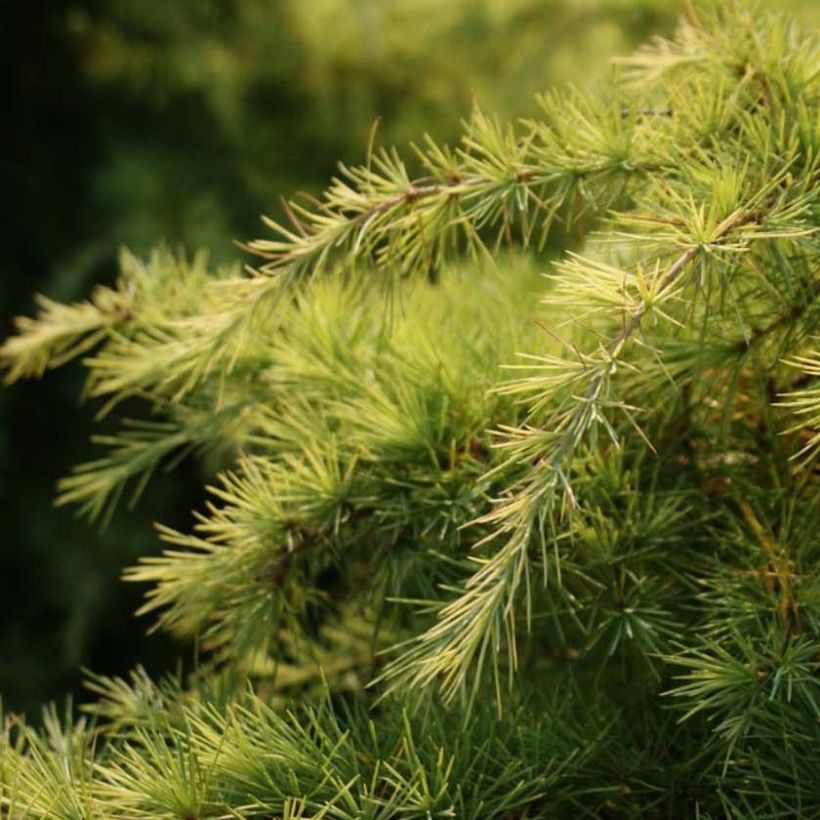 Cedrus deodara Aurea (Folhagem)