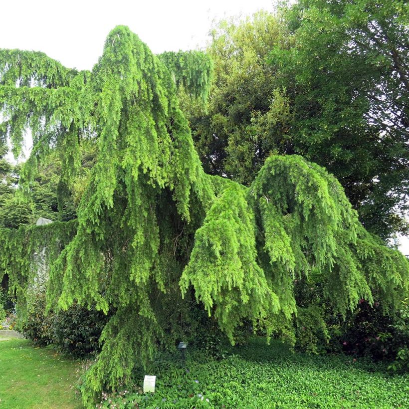 Cedrus deodara Pendula (Hábito)