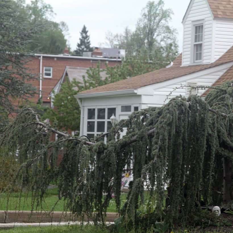 Cedrus libani Atlantica Pendula (Hábito)