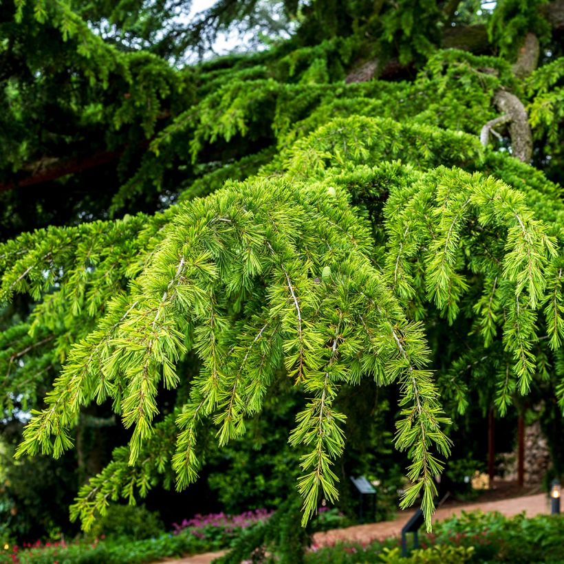 Cedrus deodara em sementes - Cedro-do-himalaia (Folhagem)