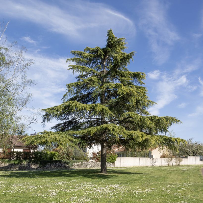 Cedrus deodara em sementes - Cedro-do-himalaia (Hábito)