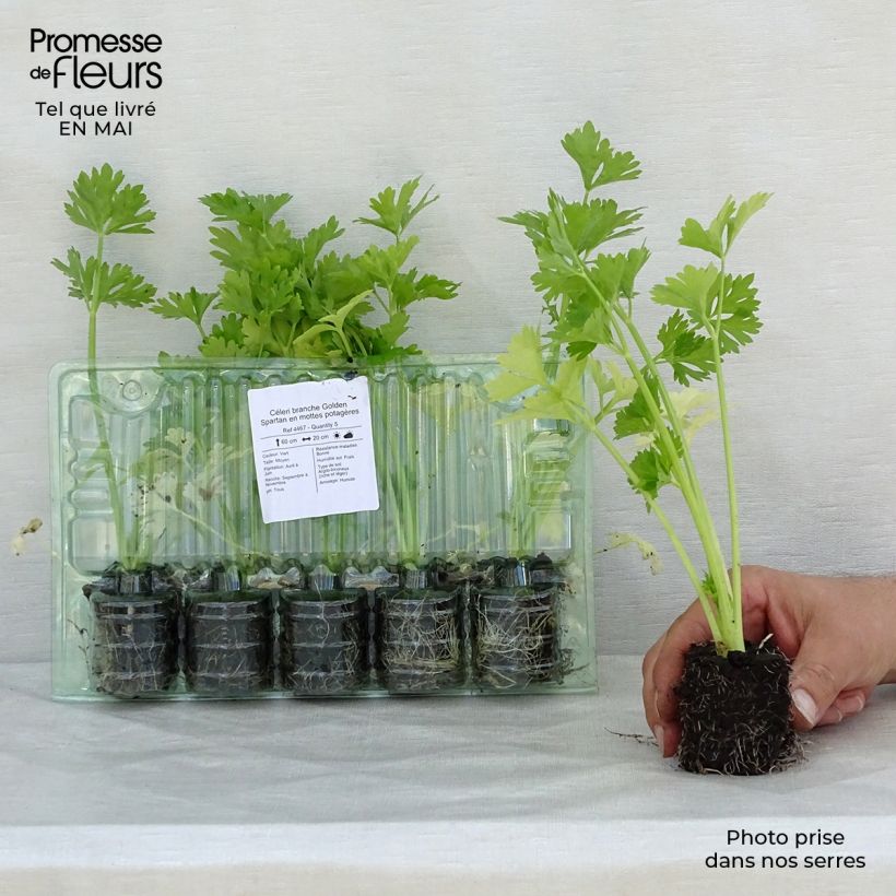 Amostra de Céleri branche Golden Spartan en mottes potagères Torrão de 4 cm x 4,5 cm tal como entregue na primavera
