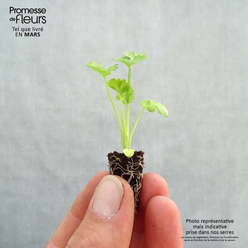 Amostra de Céleri rave Monarch BIO en mini-mottes Mini-motte Ø 1,5/2,5 cm tal como entregue na primavera
