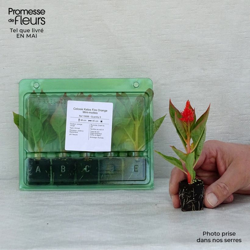 Amostra de Celosie Kelos Fire Orange Mini-mottes Mini-motte Ø 3/4 cm tal como entregue na primavera