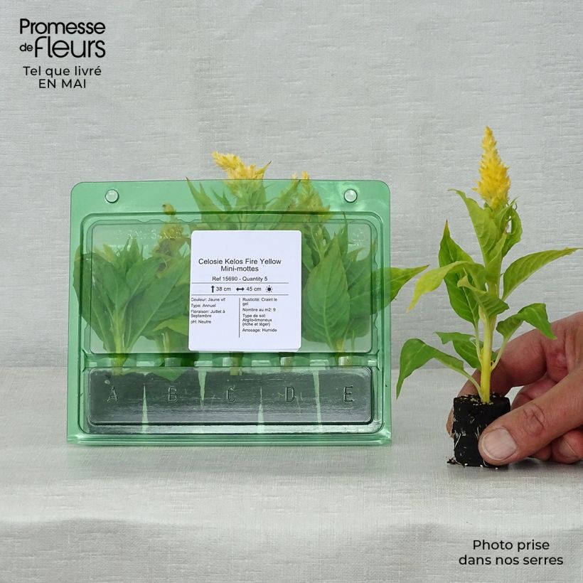 Amostra de Celosie Kelos Fire Yellow Mini-mottes Mini-torrão Ø 3/4 cm tal como entregue na primavera