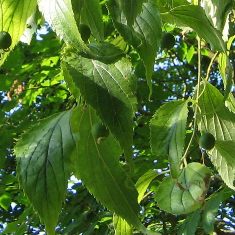 Celtis australis (Folhagem)