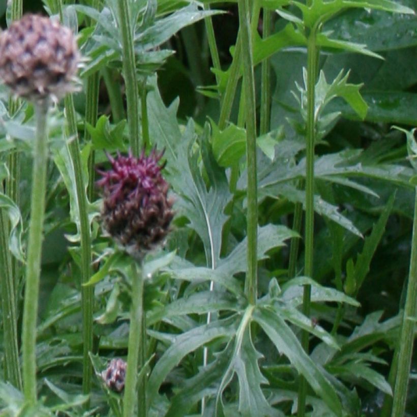 Centaurea atropurpurea (Folhagem)