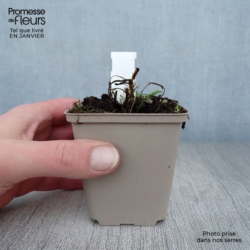 Amostra de Centaurea atropurpurea Vaso de 8/9 cm tal como entregue no inverno