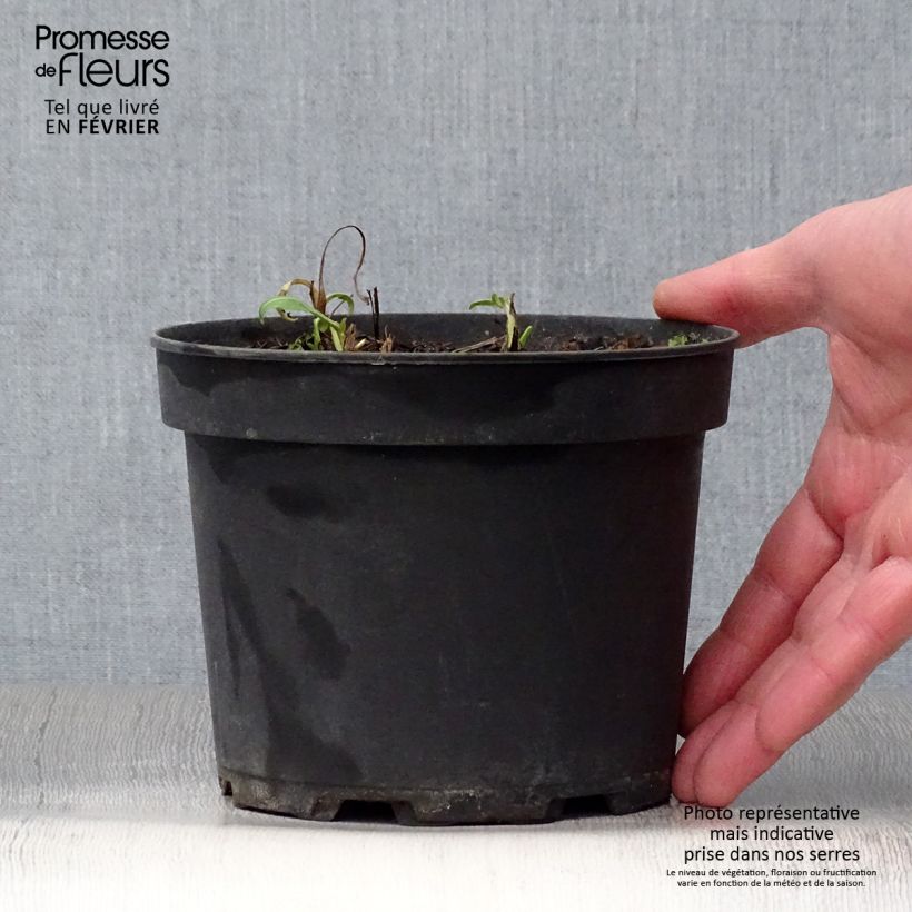 Amostra de Centaurea atropurpurea Vaso de 2 L/3 L tal como entregue no inverno