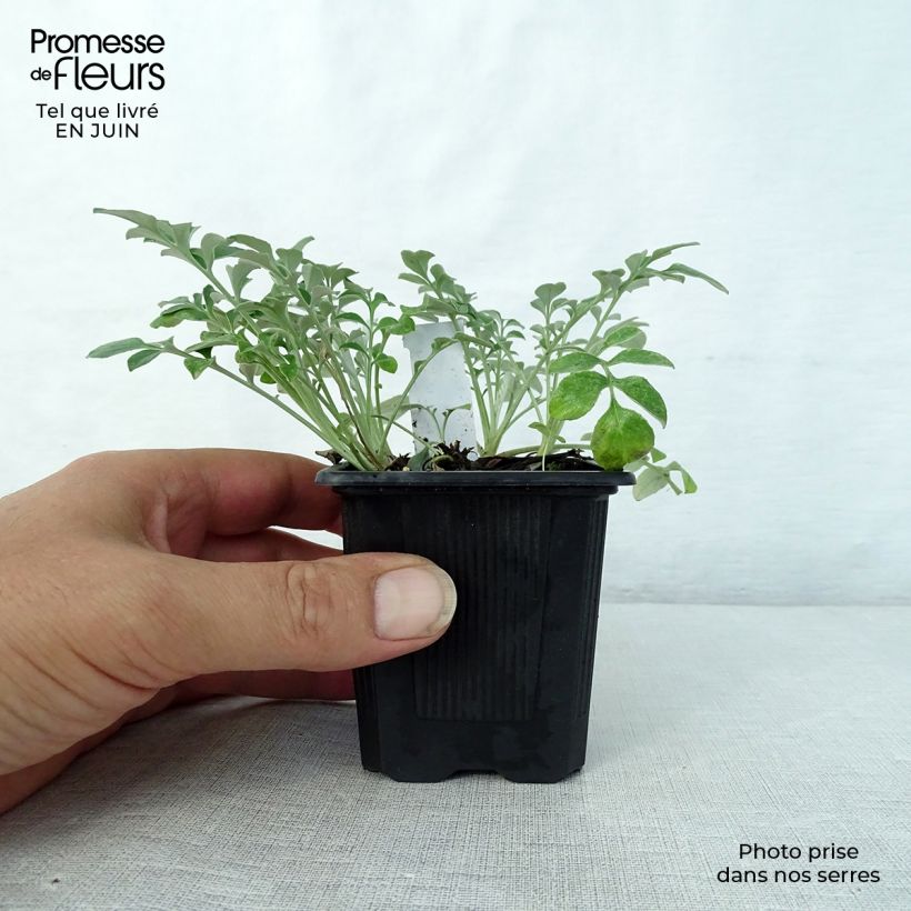 Amostra de Centaurea bella Vaso de 8/9 cm tal como entregue no verão