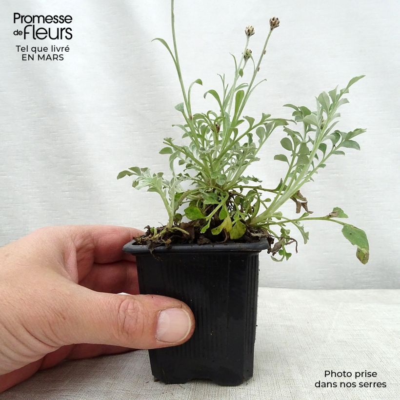 Amostra de Centaurea bella Vaso de 8/9 cm tal como entregue na primavera