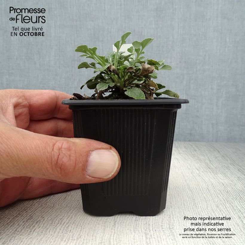 Amostra de Centaurea bella Vaso de 8/9 cm tal como entregue no outono