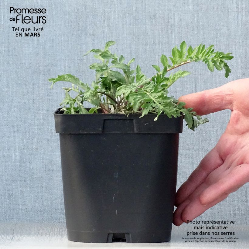 Amostra de Centáurea dealbata Vaso de 2 L/3 L tal como entregue na primavera