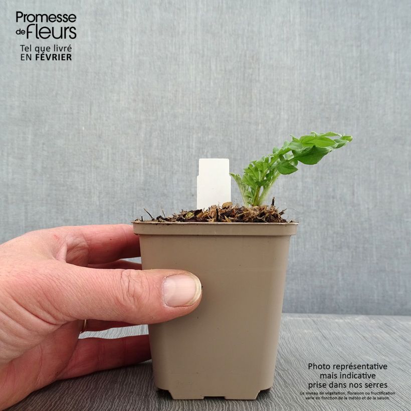 Amostra de Centaurea dealbata Steenbergii - Centaurée de Perse Vaso de 8/9 cm tal como entregue no inverno