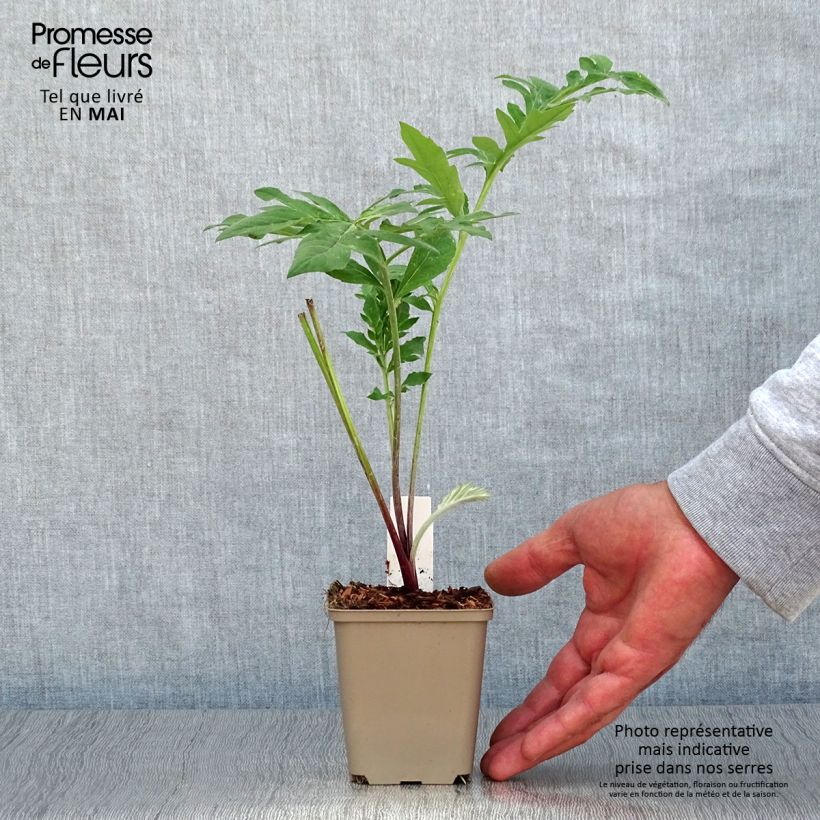 Amostra de Centáurea dealbata Stenbeergii Vaso de 8/9 cm tal como entregue na primavera