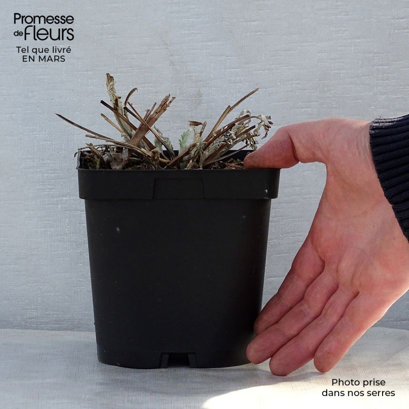 Amostra de Centáurea dealbata Stenbeergii Vaso de 2 L/3 L tal como entregue na primavera