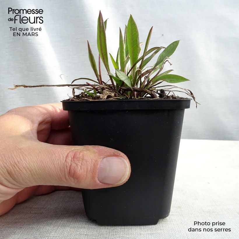 Amostra de Centaurea jacea - Centaurée jacée Vaso de 8/9 cm tal como entregue no inverno