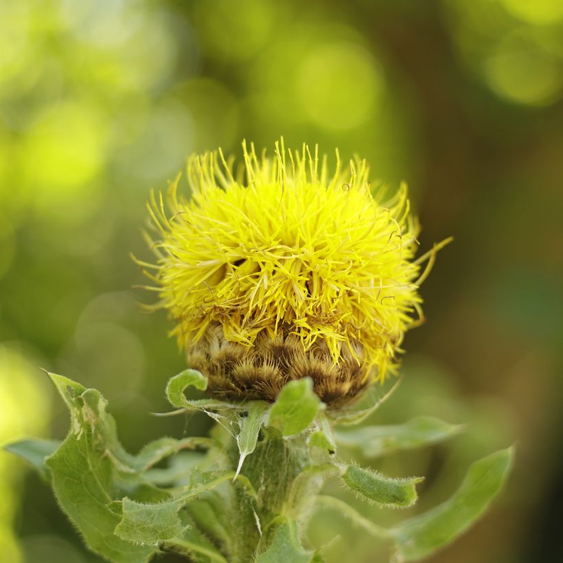 Centáurea macrocephala (Floração)
