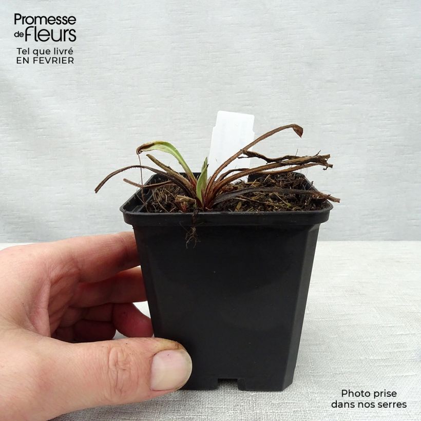 Amostra de Centaurea macrocephala - Centaurée jaune Vaso de 8/9 cm tal como entregue no inverno